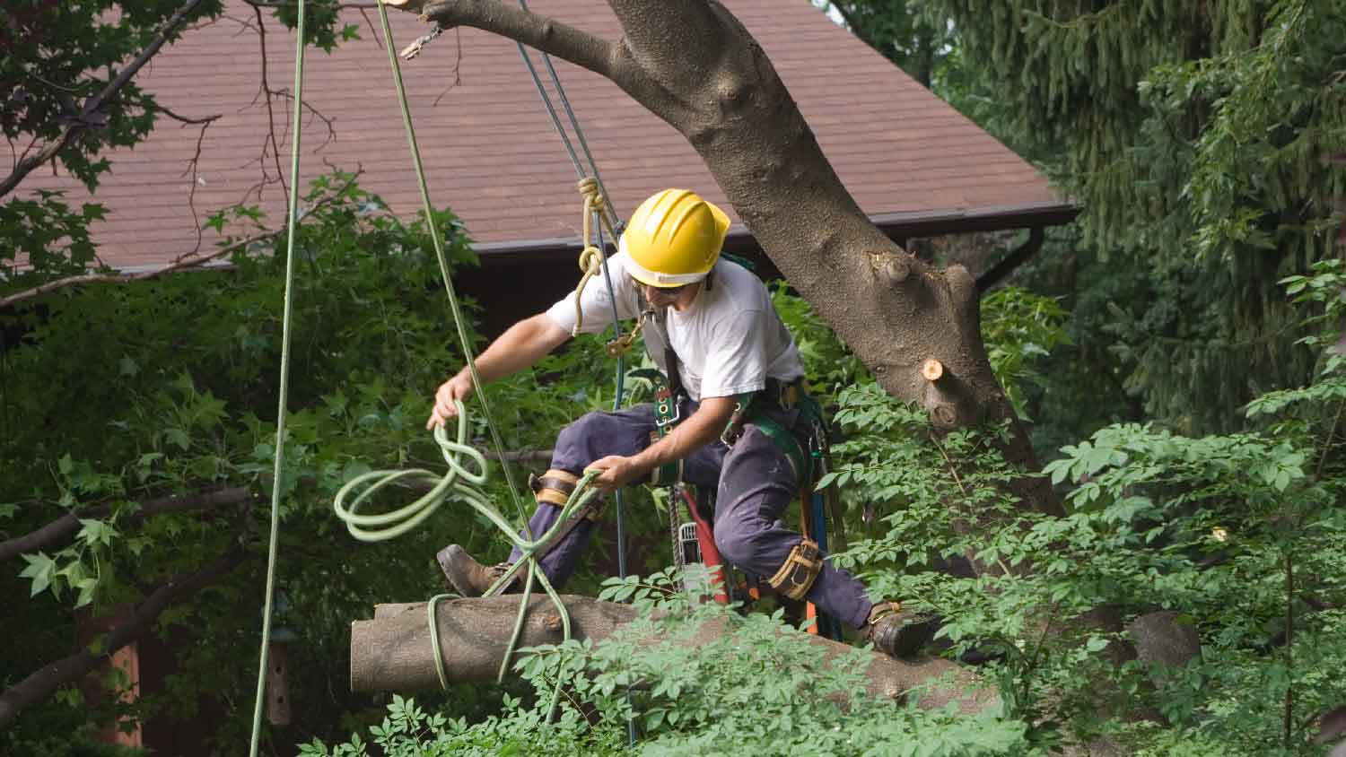 A professional removing a tree