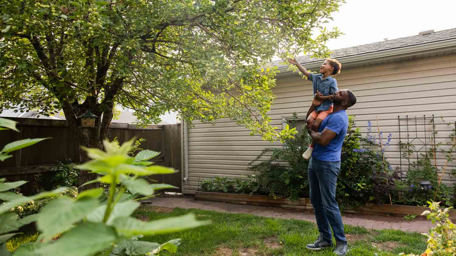 father and son looking up at tree in yard