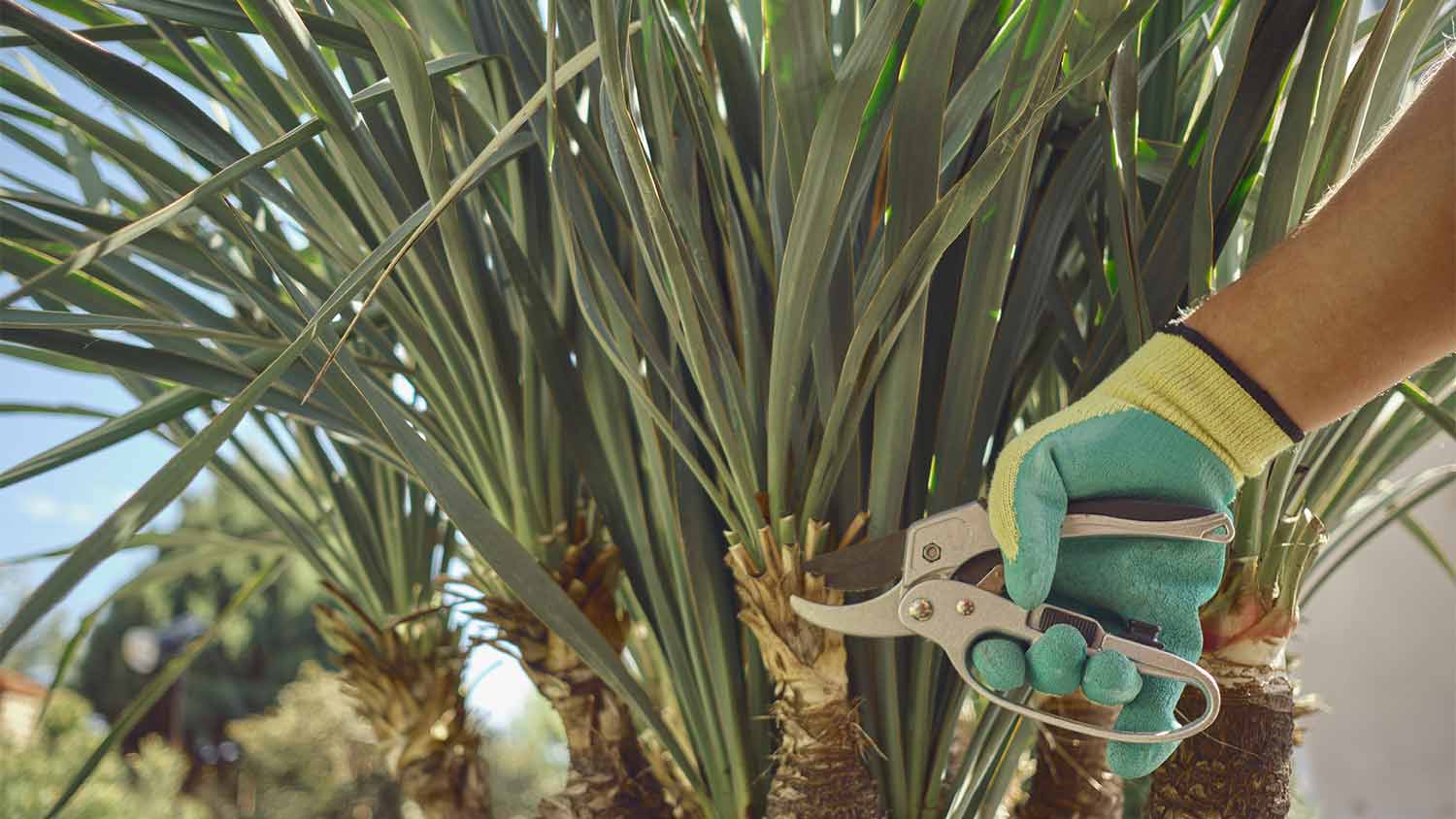 pruning palm tree in backyard