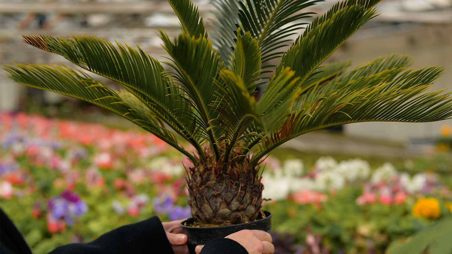woman holding palm tree in greenhouse