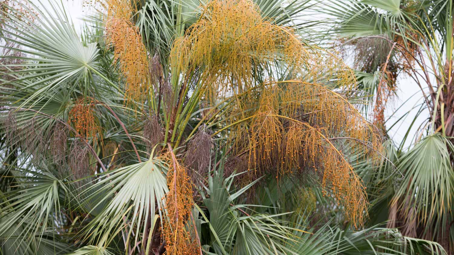 Palm tree with lethal yellowing disease