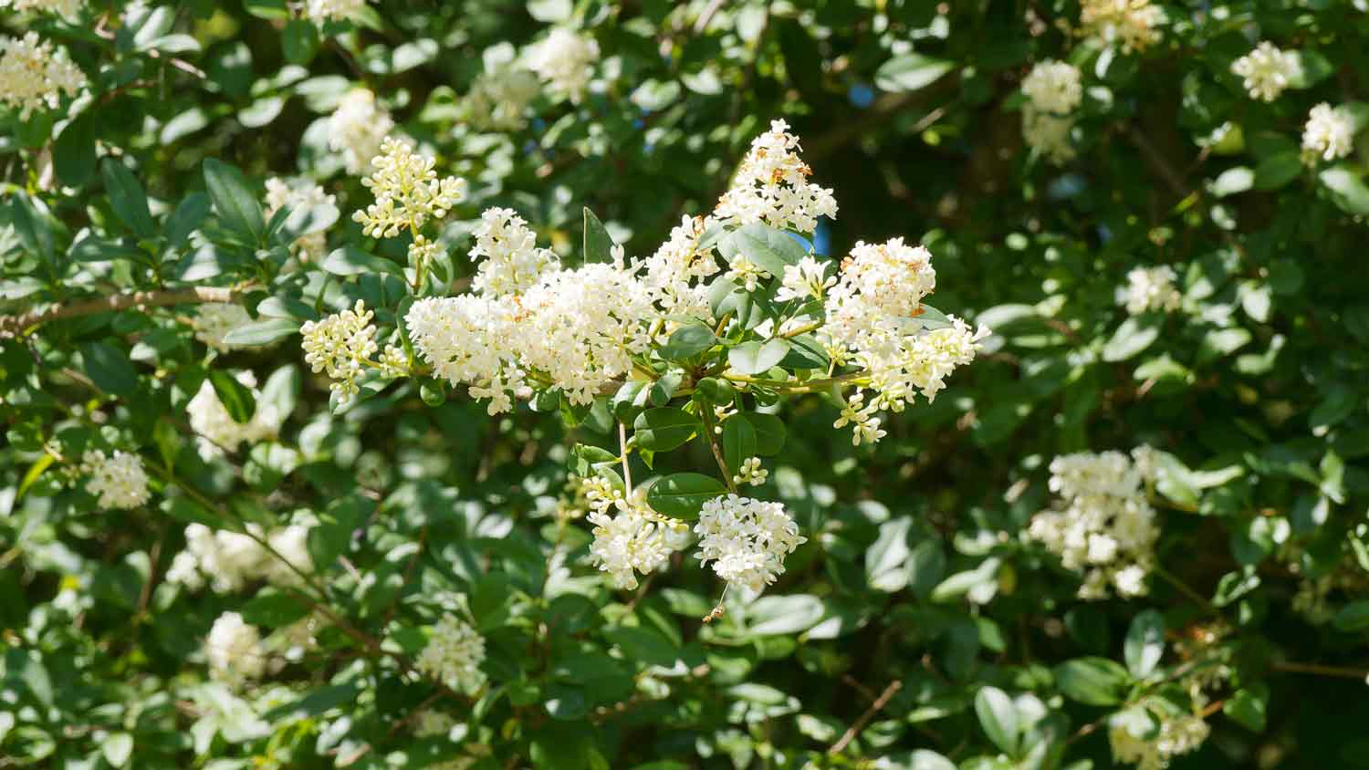 common privet blooming