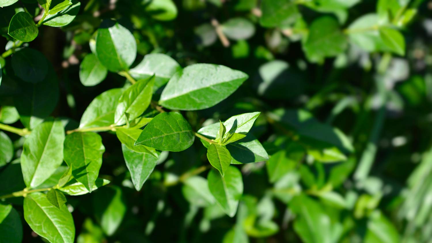 oval leafed privet