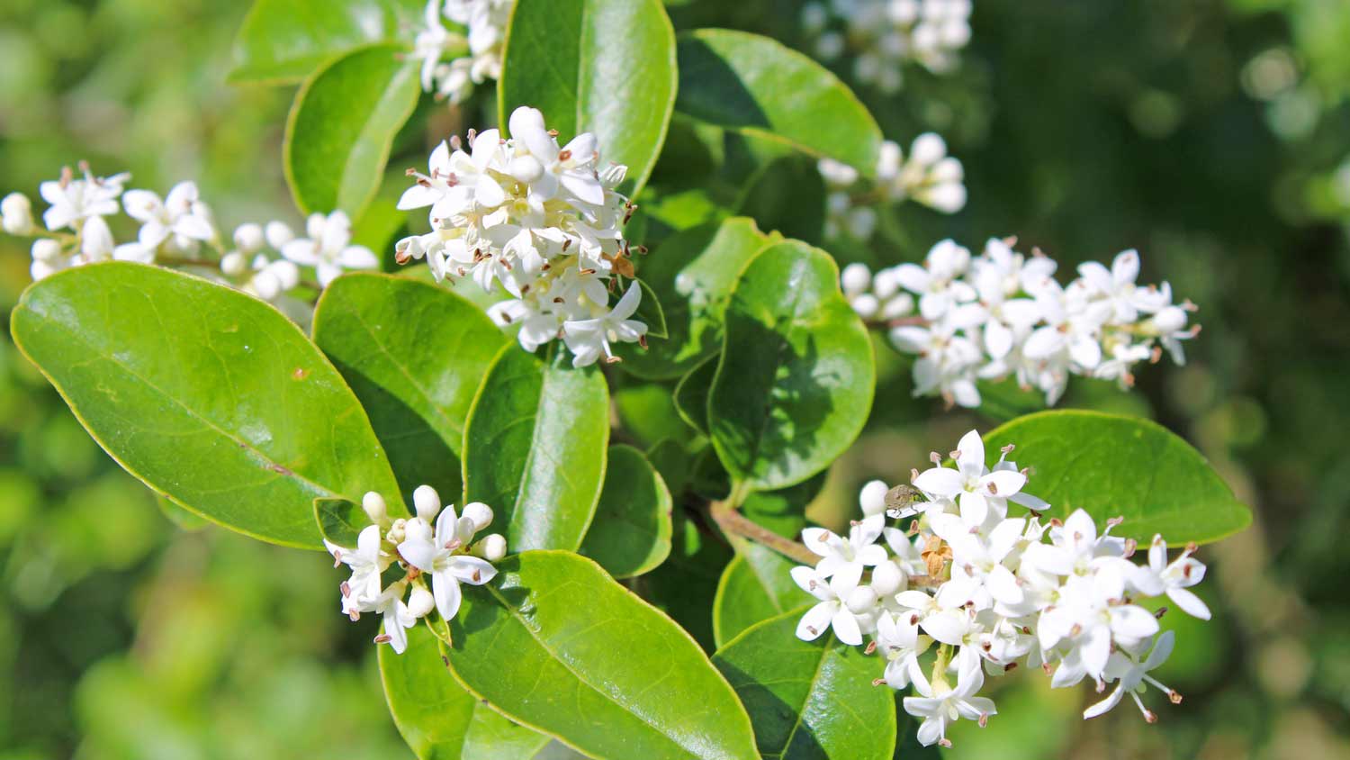 white chinese privet flower