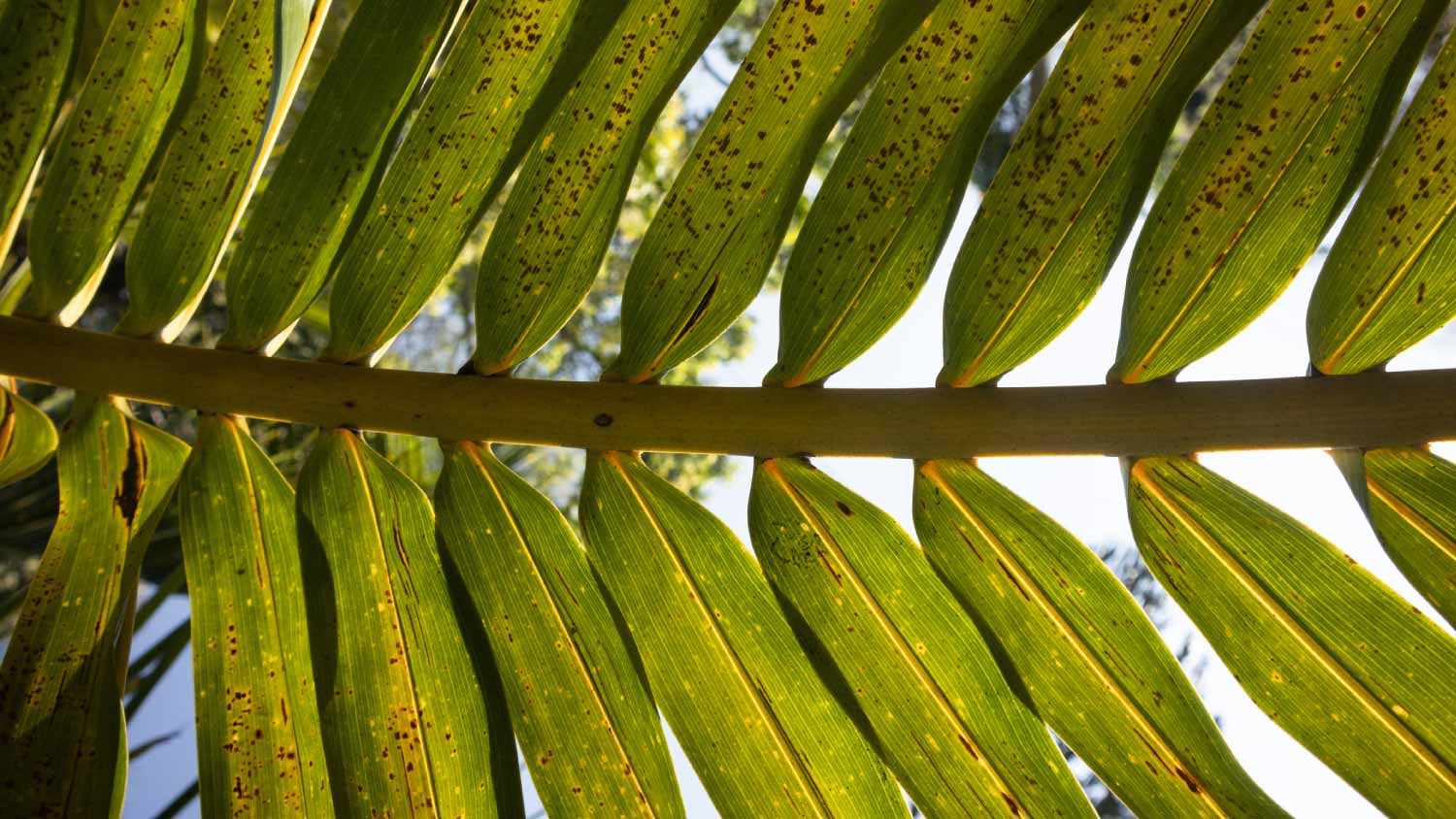 Palm leaf and branch