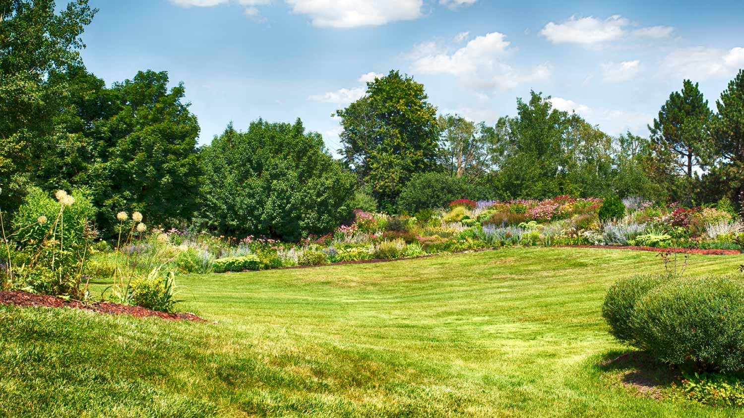 Summer garden in bloom