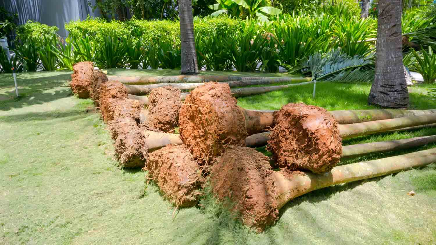 palm trees laying on ground to be planted
