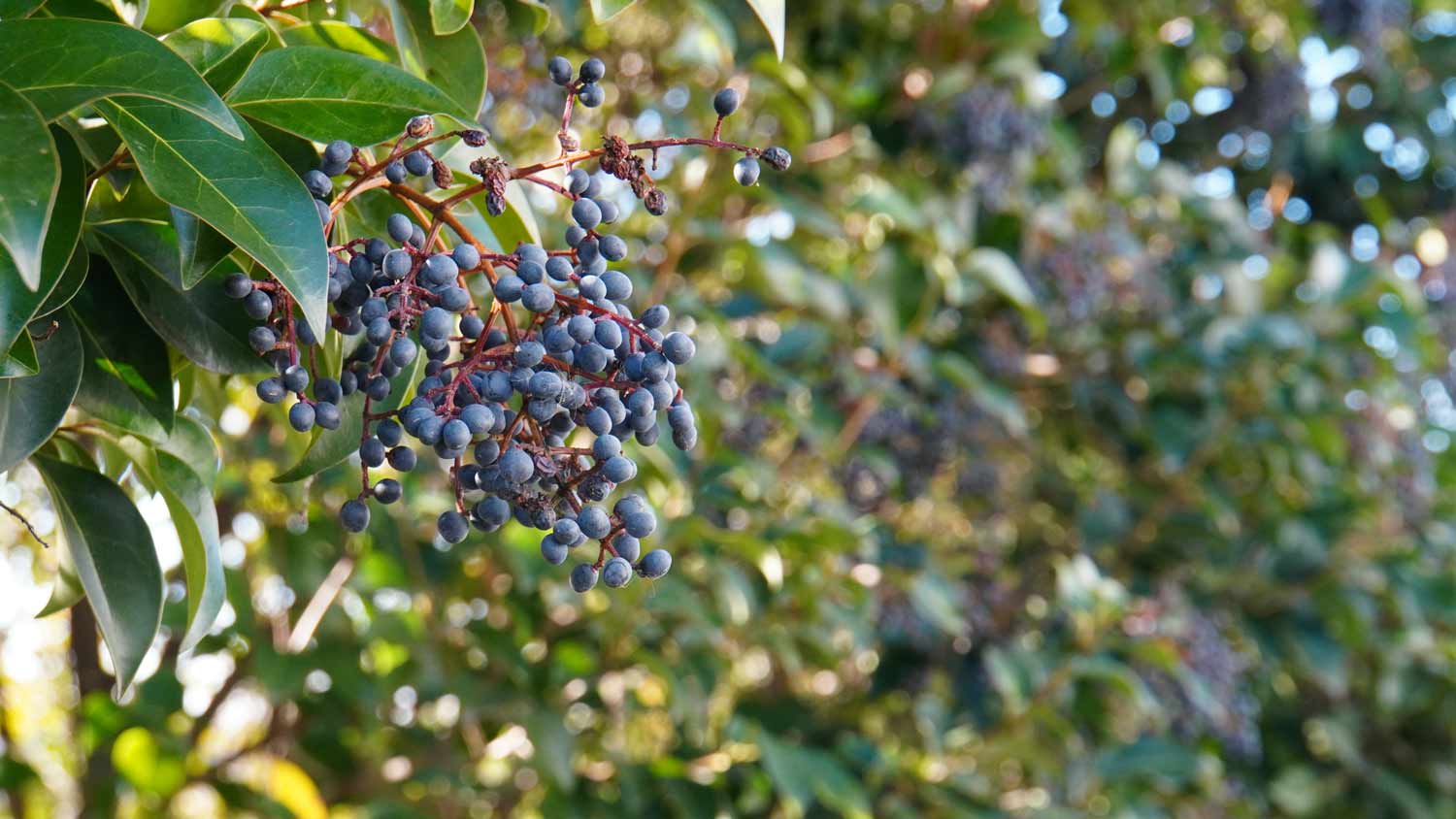 wax leaf privet with berries