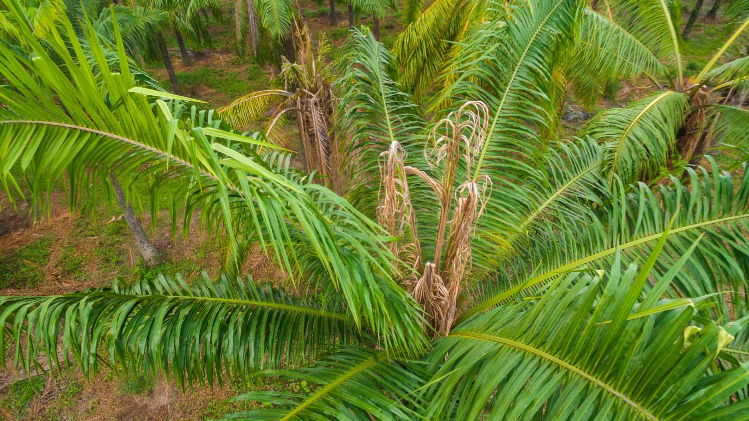 African Palm tree with bud rot disease