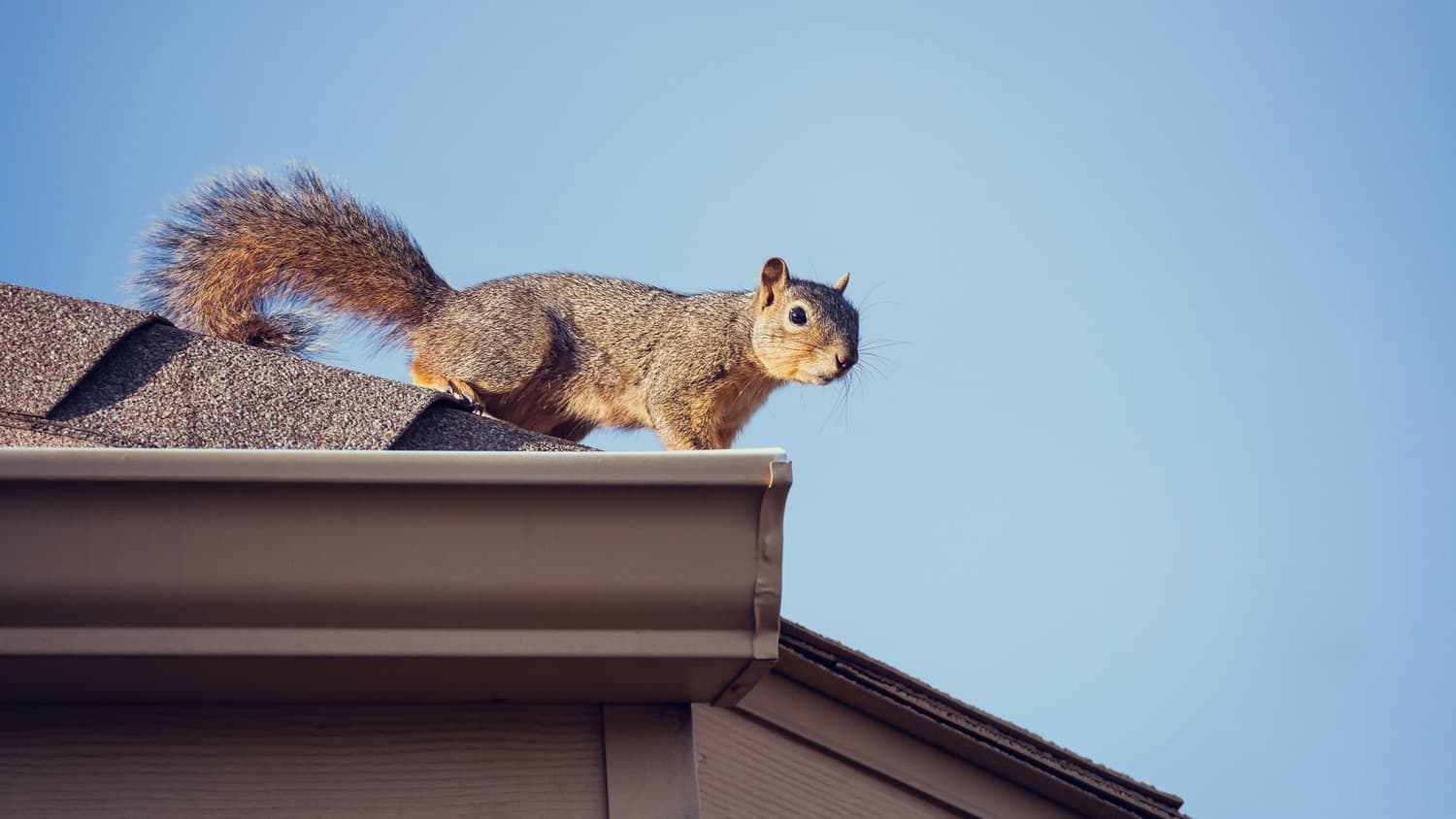 Squirrel on the roof top
