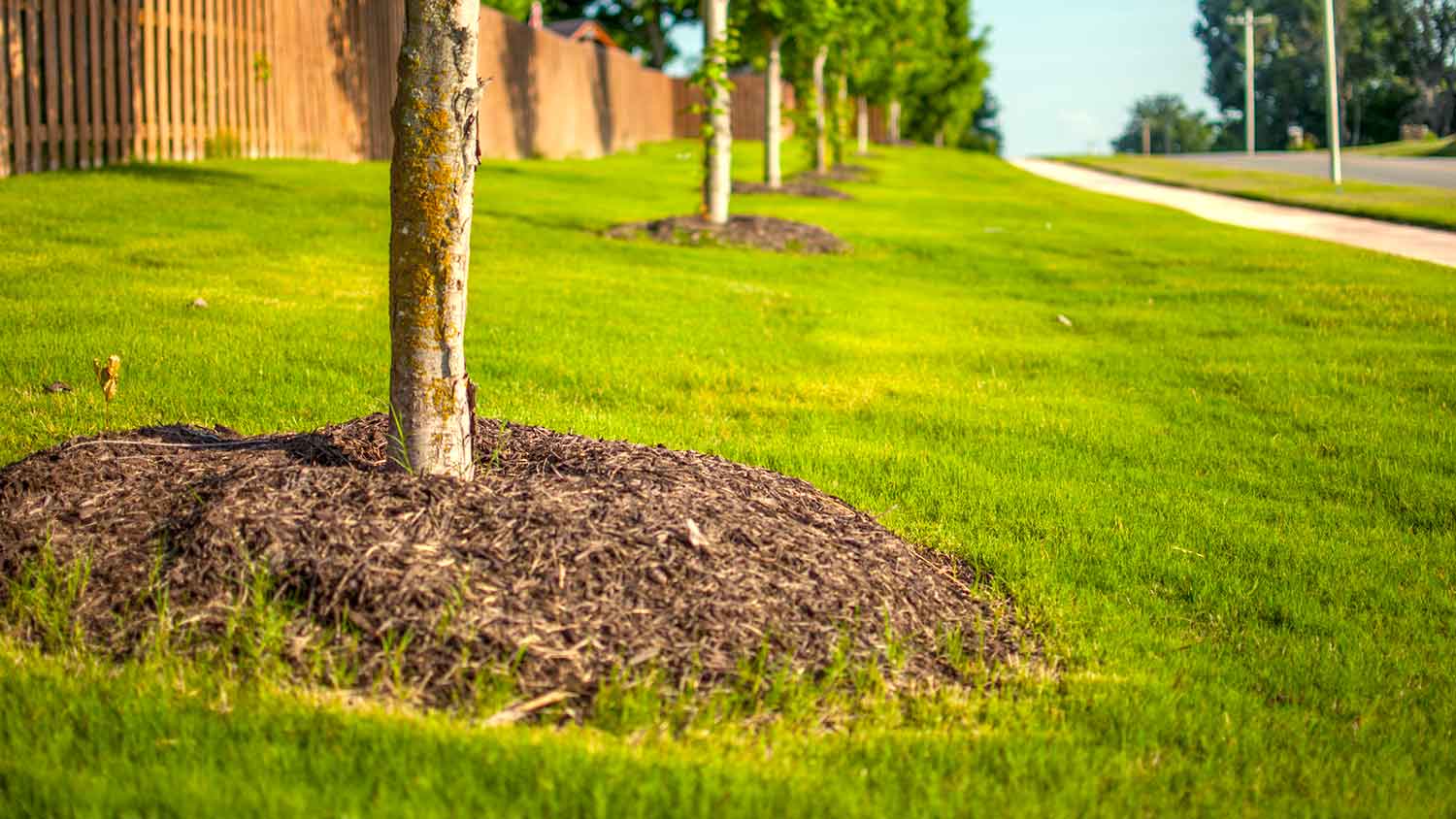 Landscaped yard with mulch around the trees