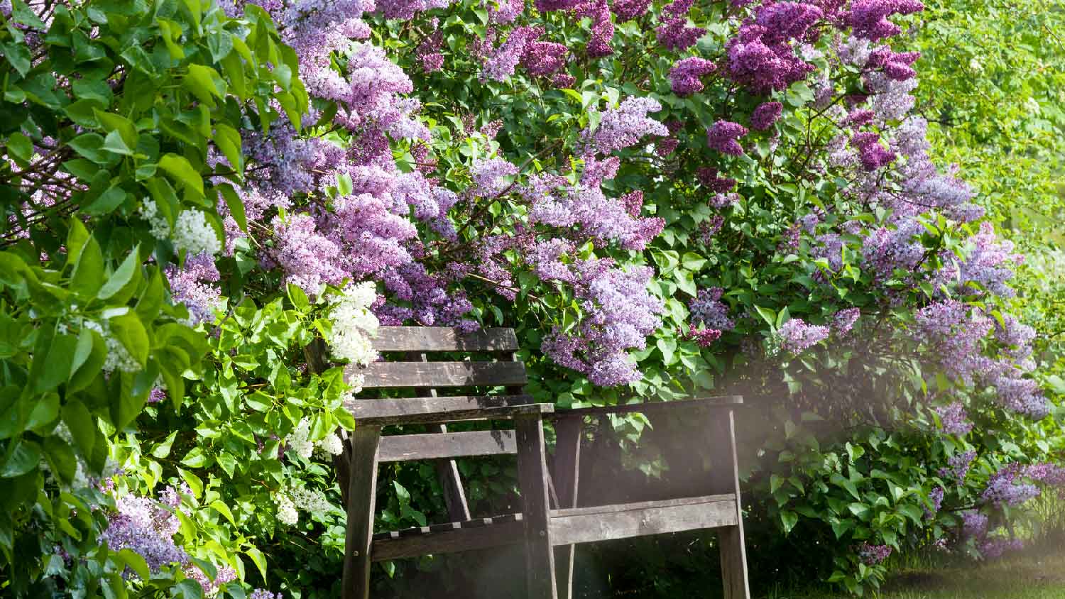 A wooden bench surrounded by a large lilac bush