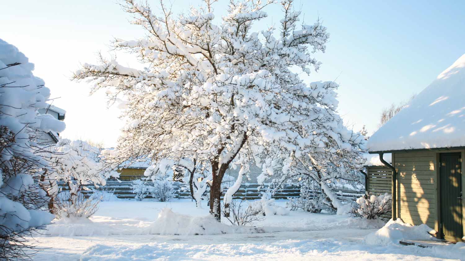 House and garden trees covered in snow
