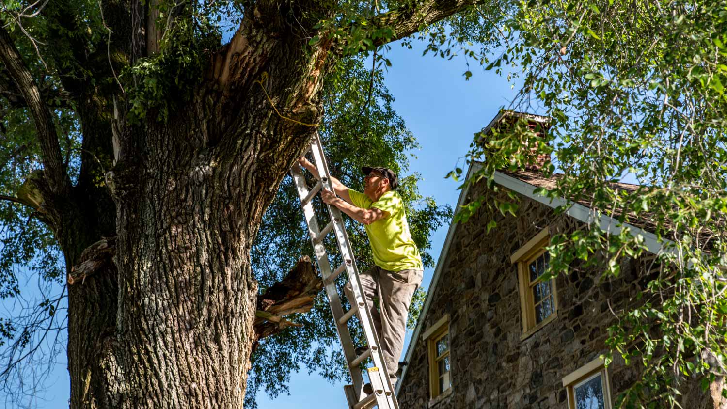 Man climbing against tall tree