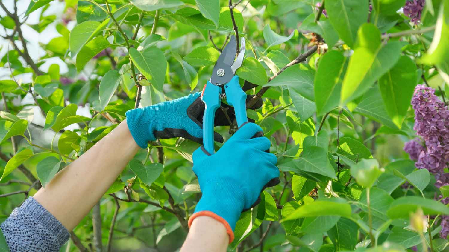 A person pruning a lilac bush