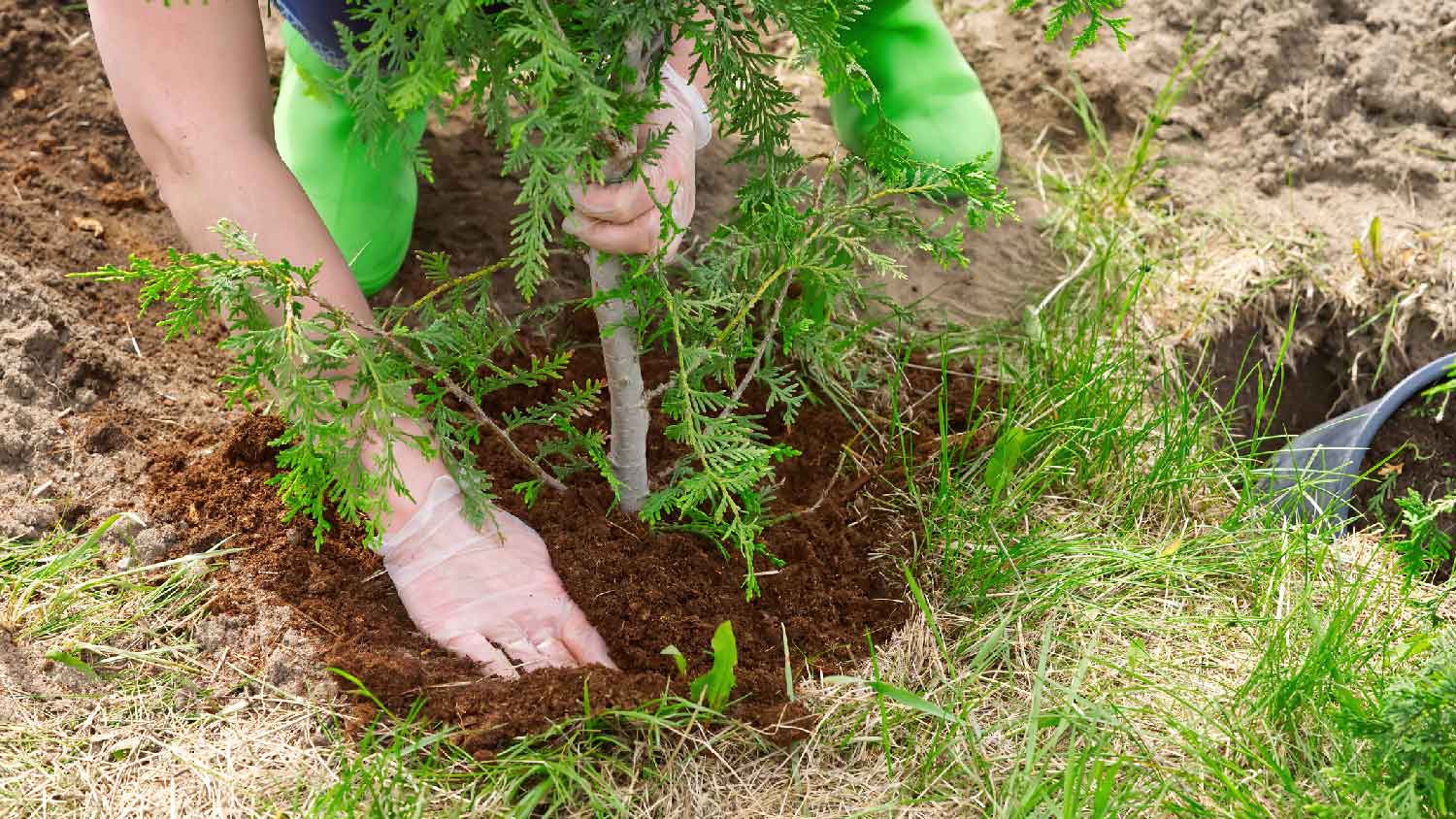 A person transplanting a small tree
