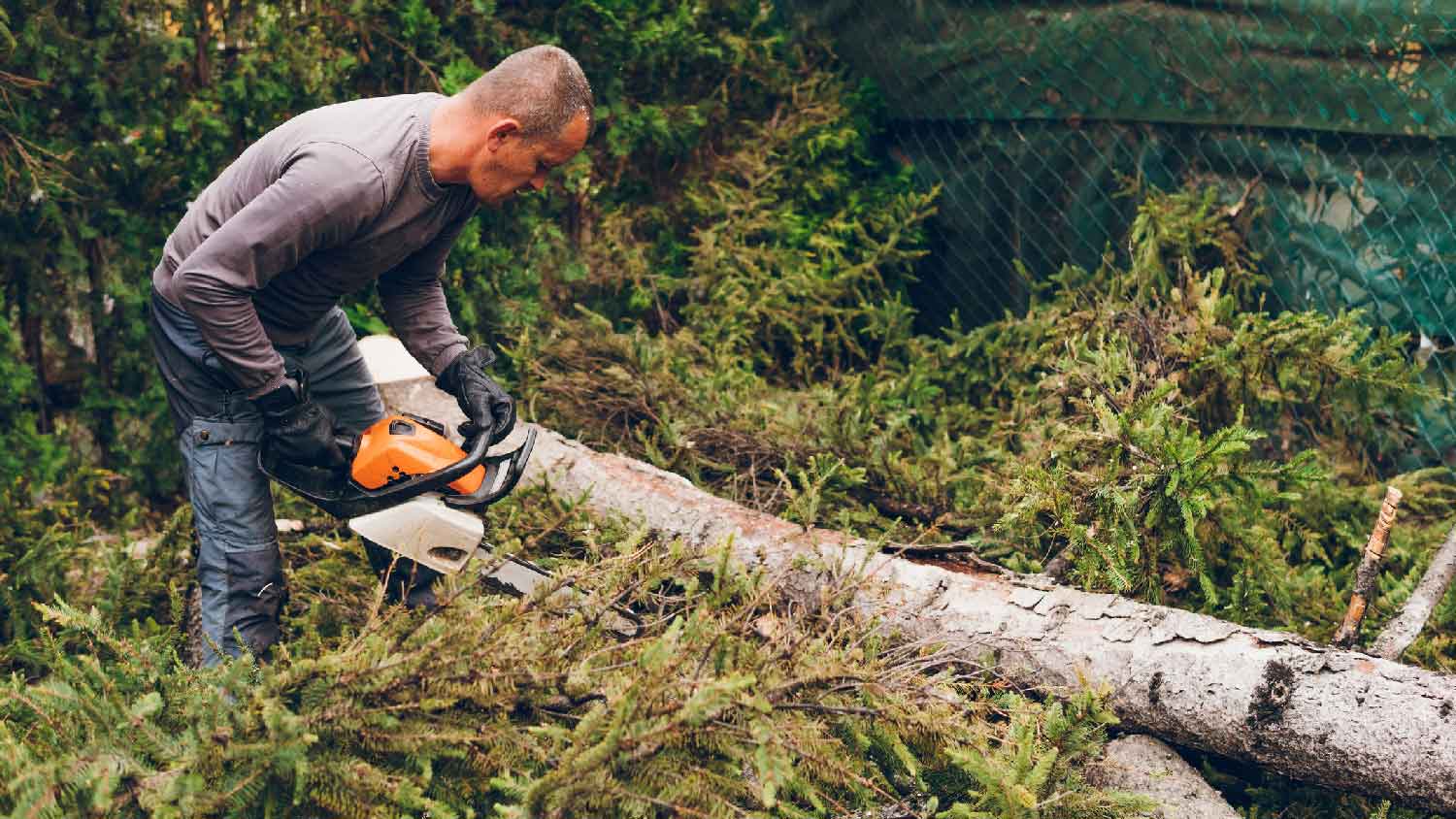 A man sectioning a trunk of a dead tree