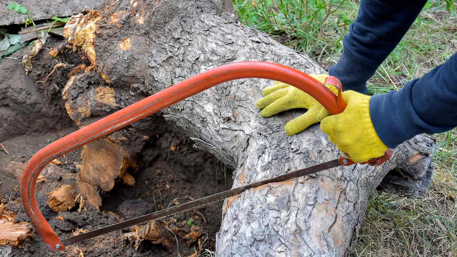 arborist sawing a tree trunk
