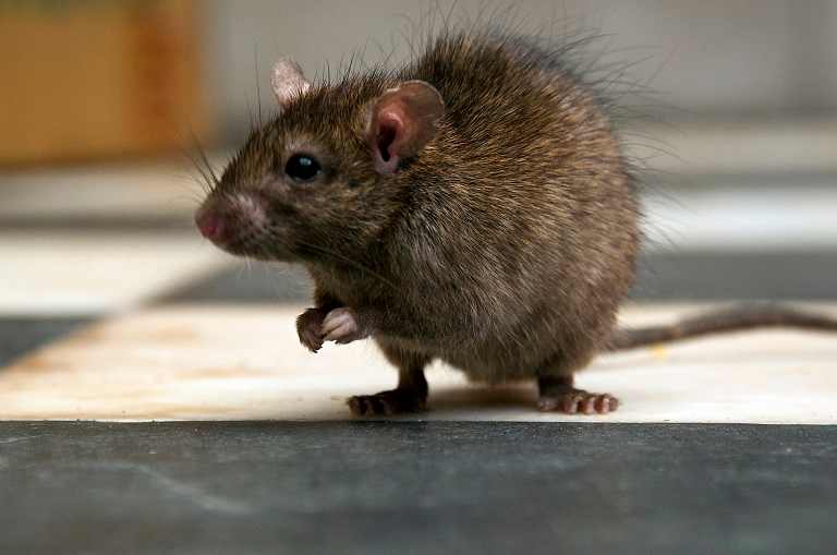 Rat in temple