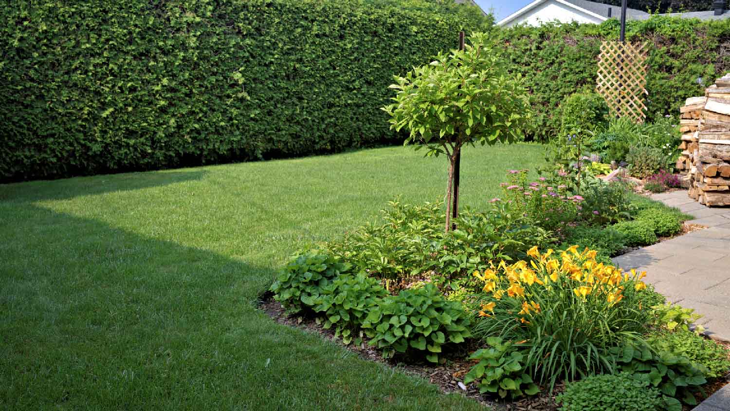 A landscaped backyard with small trees