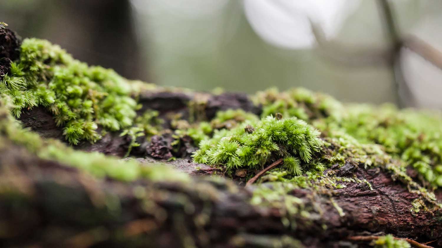 Close-up of moss on a tree trunk