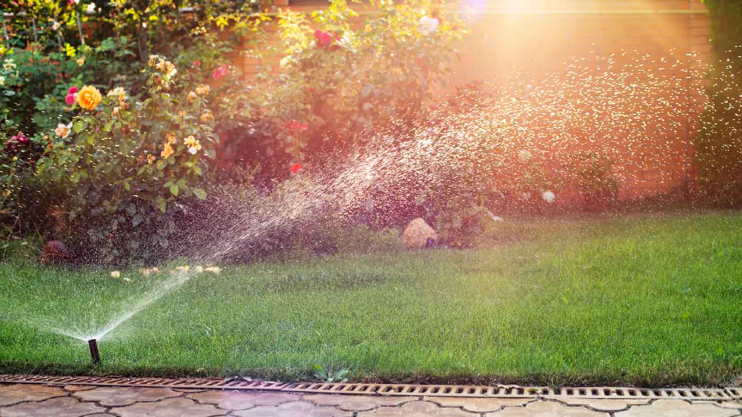 A sprinkler watering the lawn