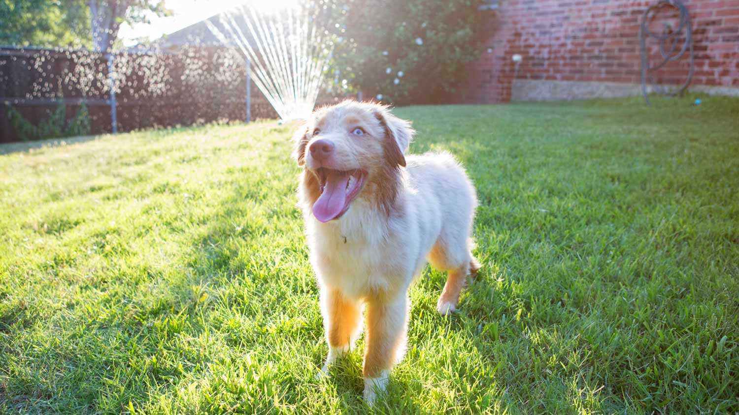 dog playing with sprinkler