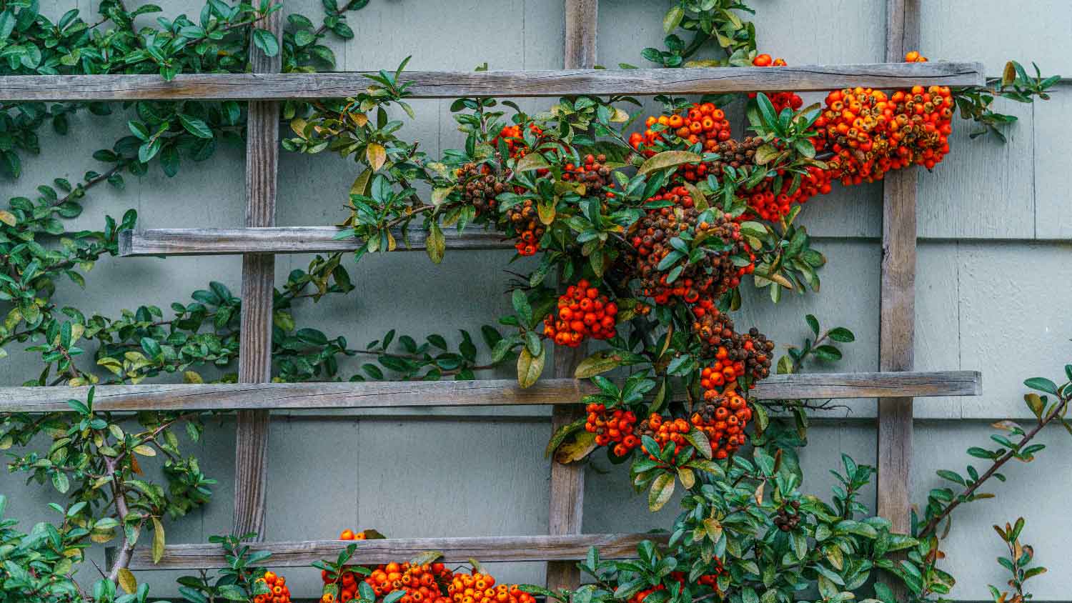A vine on a trellis