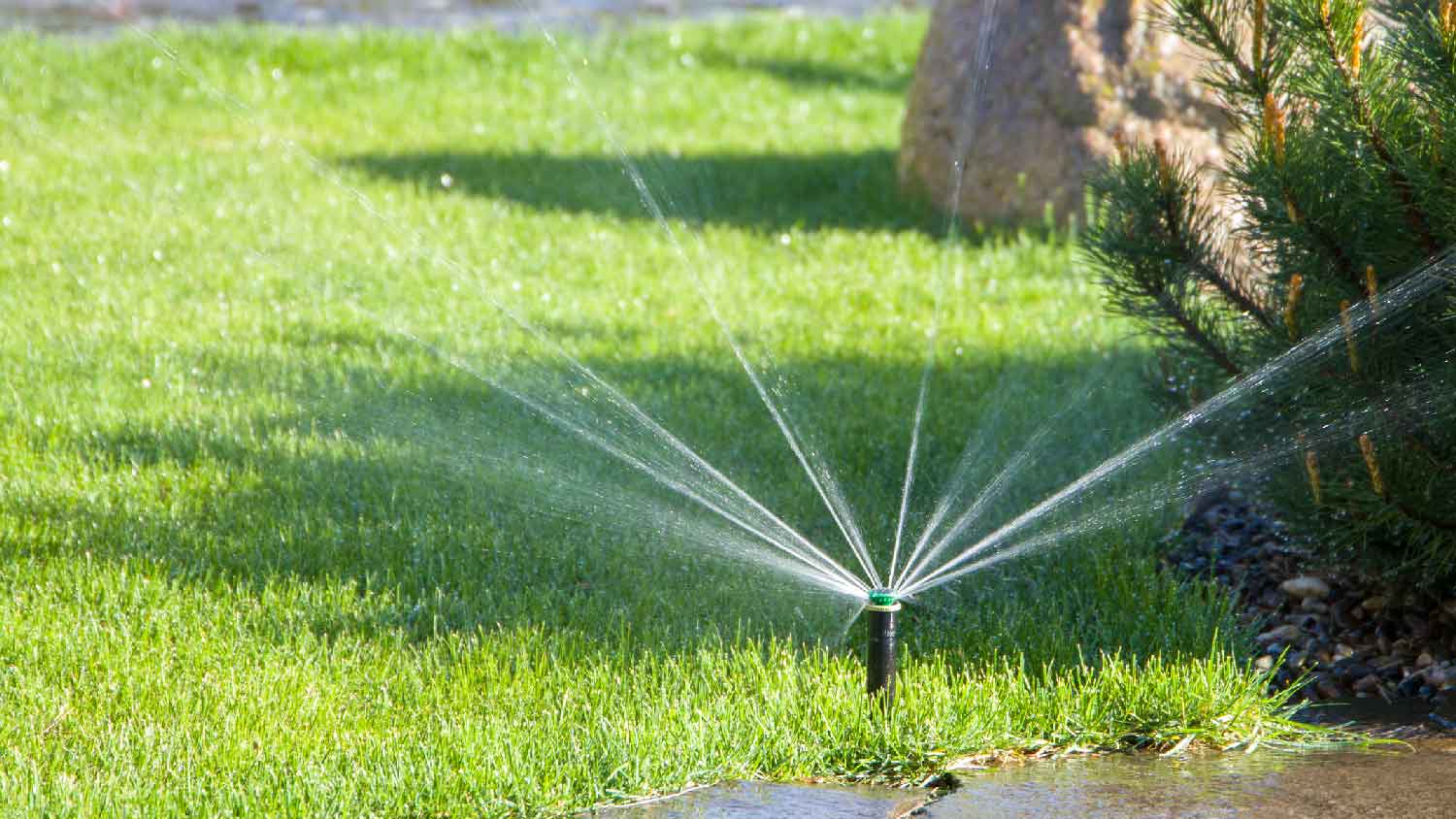 A sprinkler watering the lawn