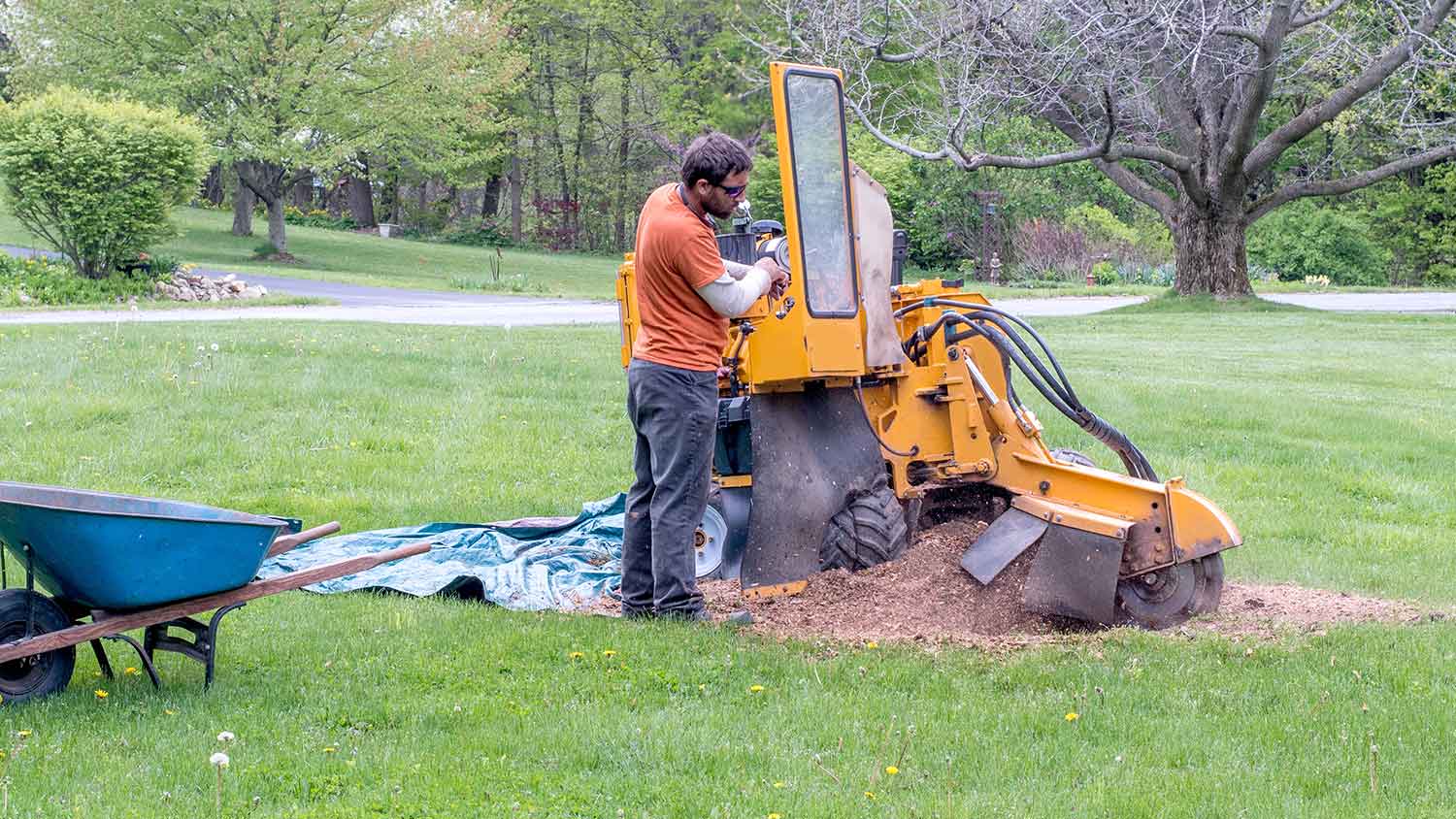 Arborist using stump grinder to remove tree stump