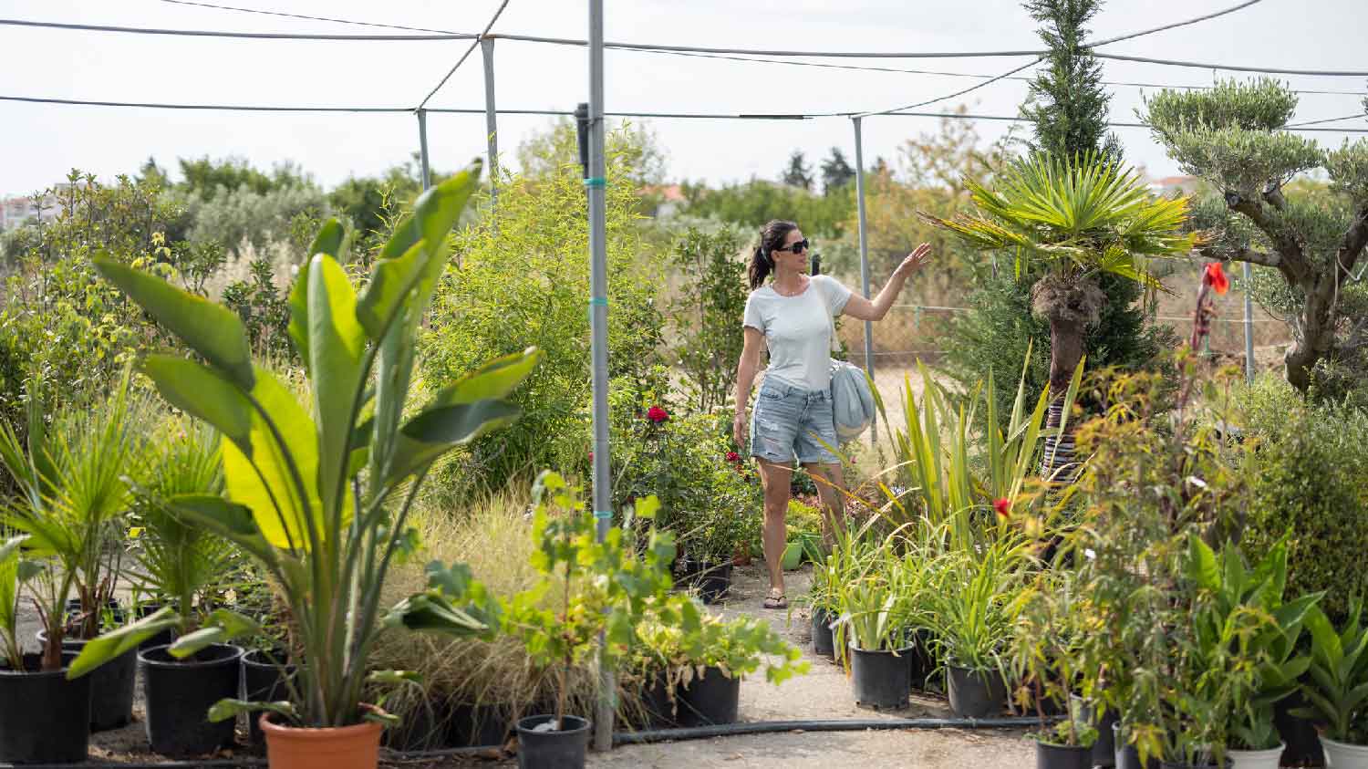A woman shopping for a palm tree in a nursery