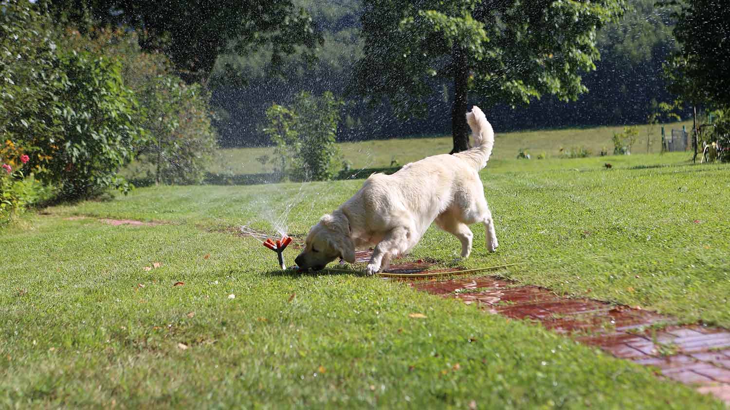 dog sniffing around sprinkle