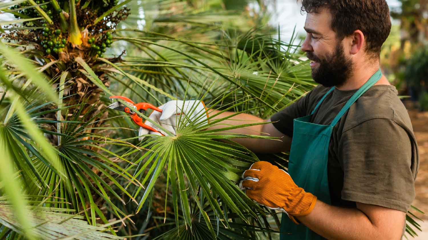 A man caring a palm tree