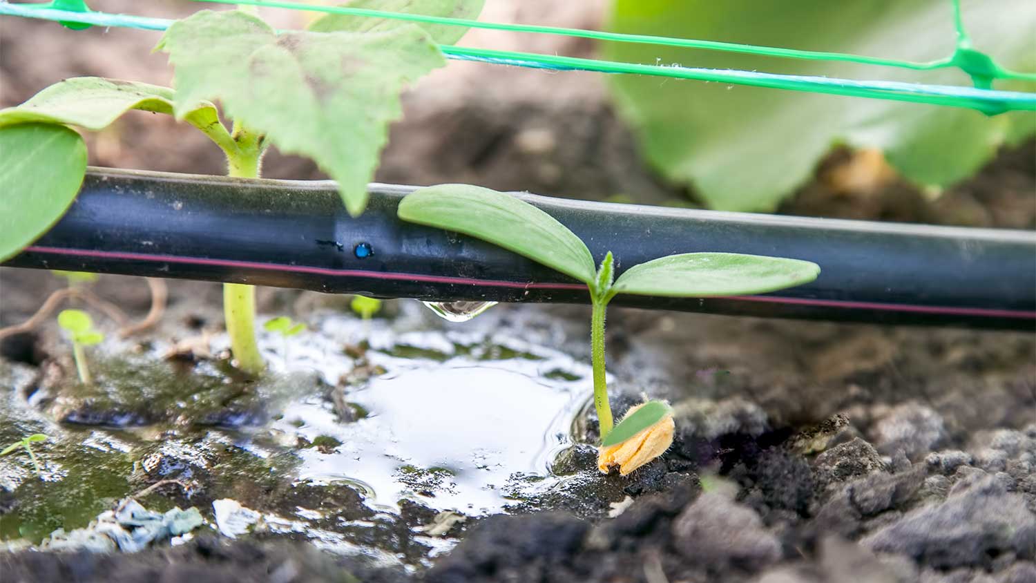 Closeup of a drip irrigation system