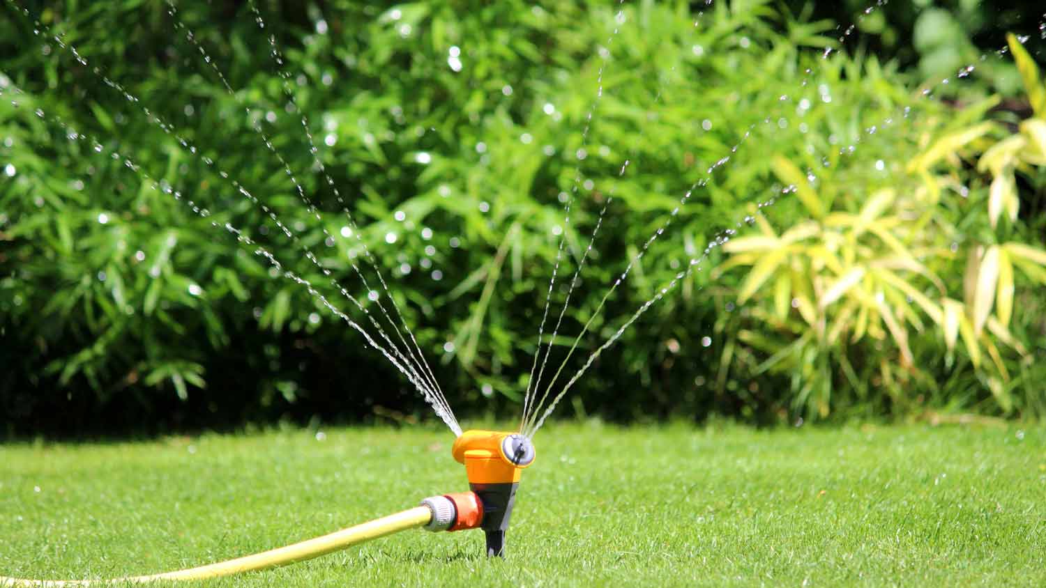 garden sprinkler spraying the lawn