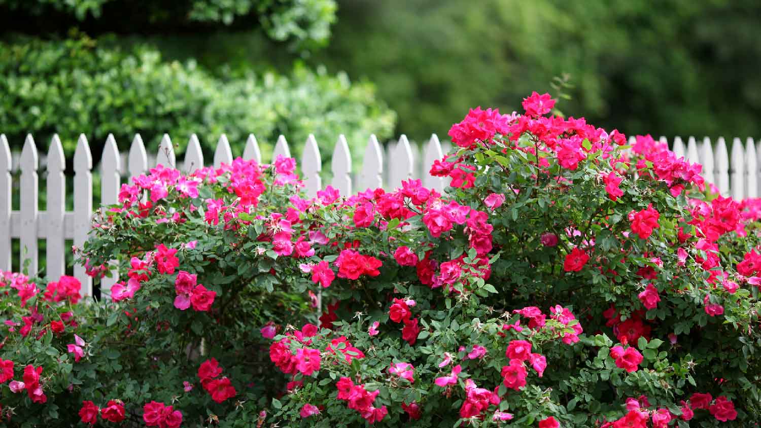 A rose shrub in front of a white picket fence