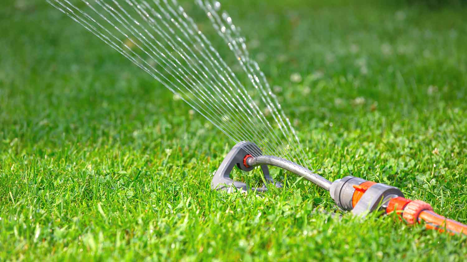 Oscillating sprinkler watering new sod