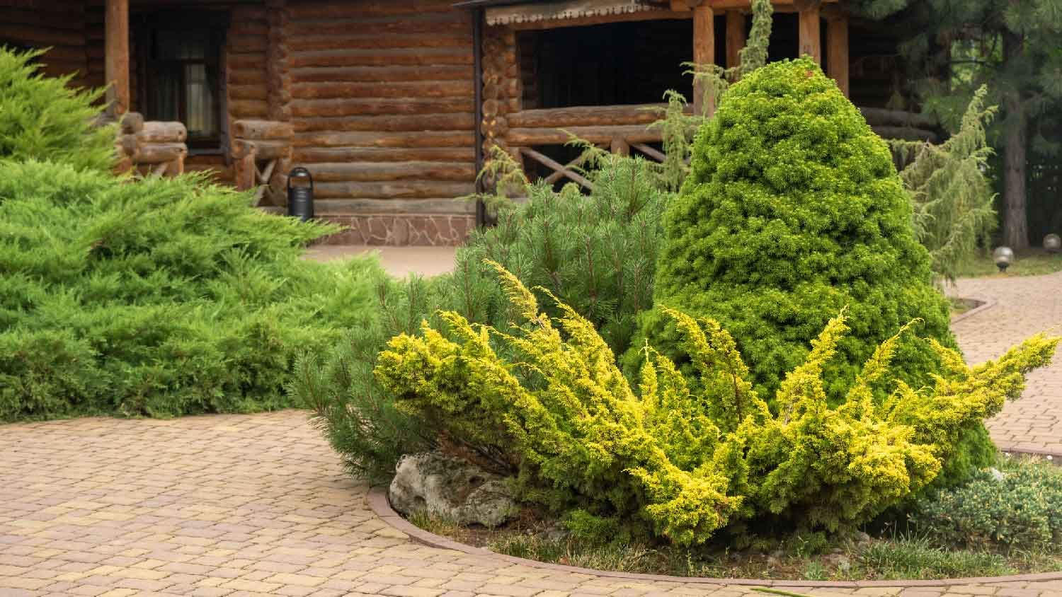 A log cabin with juniper bushes in the front