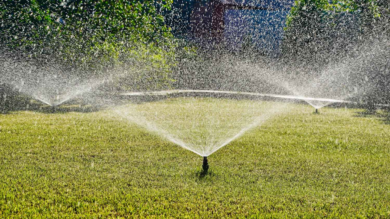 Sprinklers watering the lawn