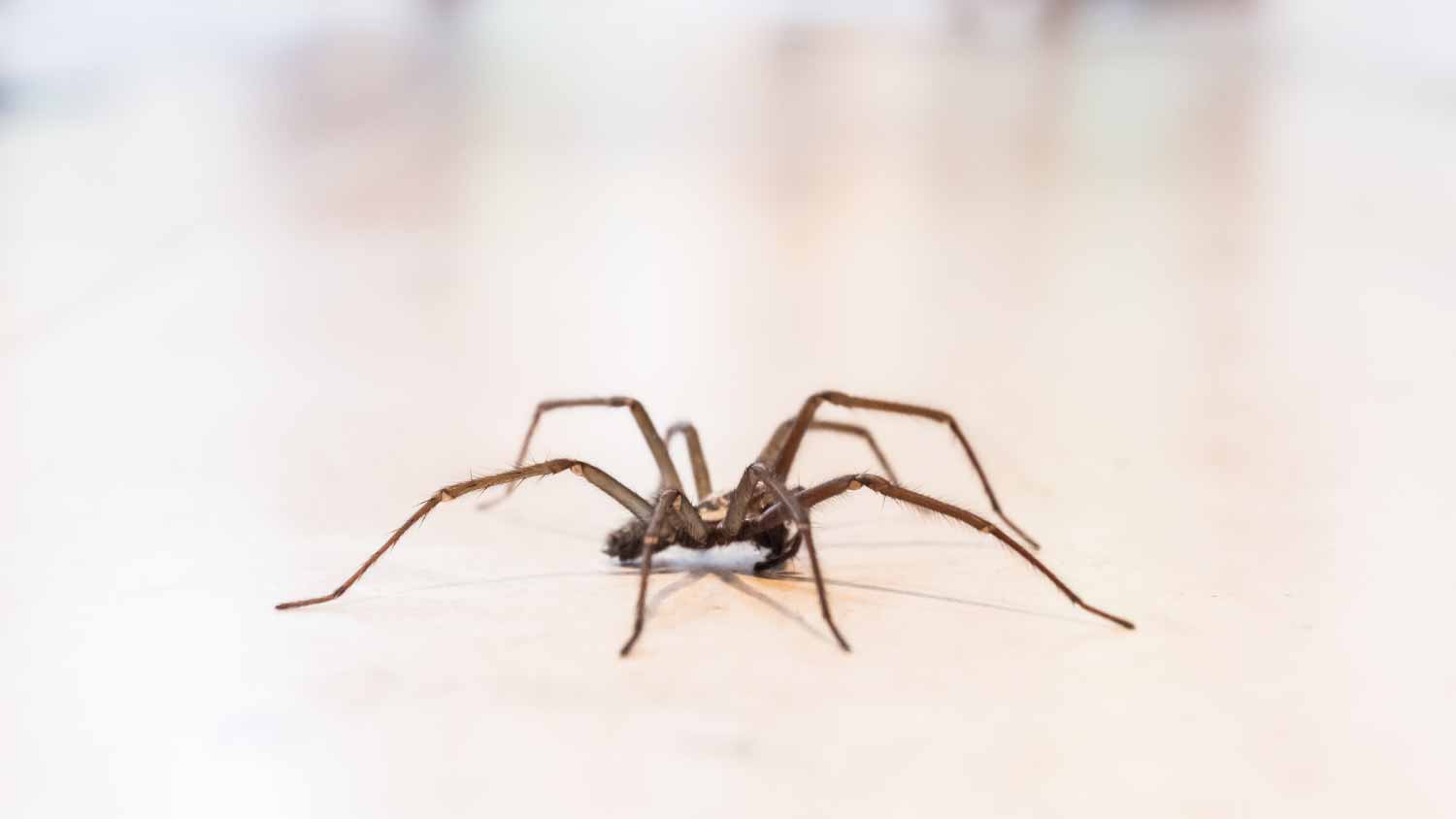 house spider on a smooth tile floor