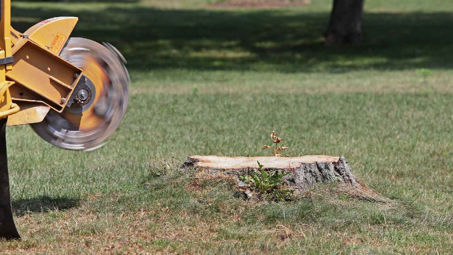 A stump grinding machine ready to remove a tree stump