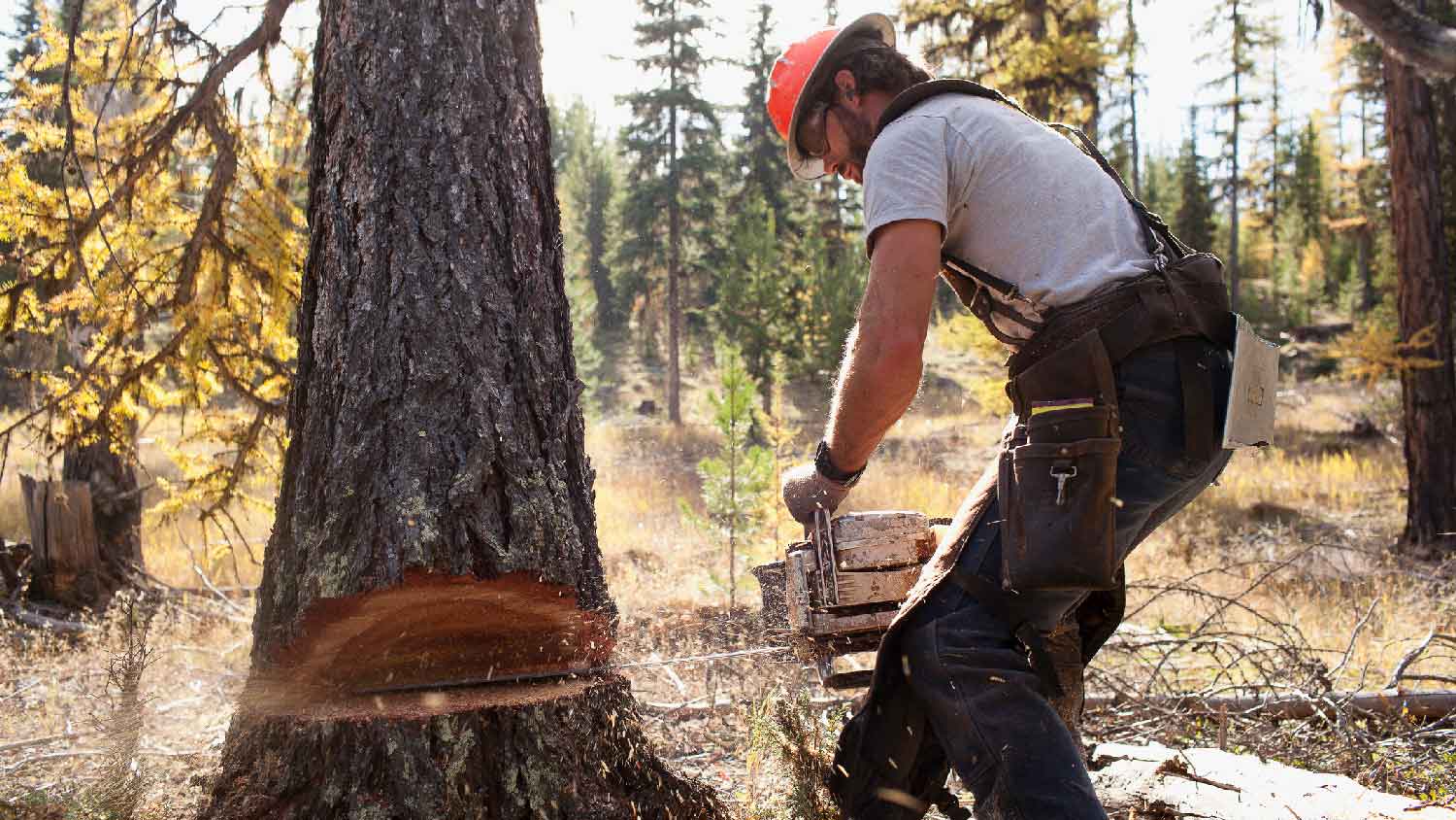 Close-up of a person cutting a tree