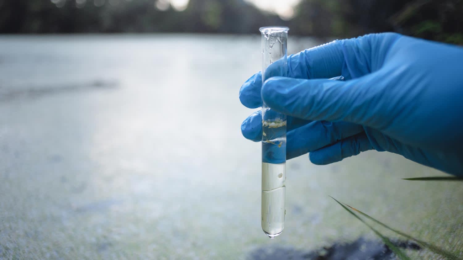 A water sample in a test tube