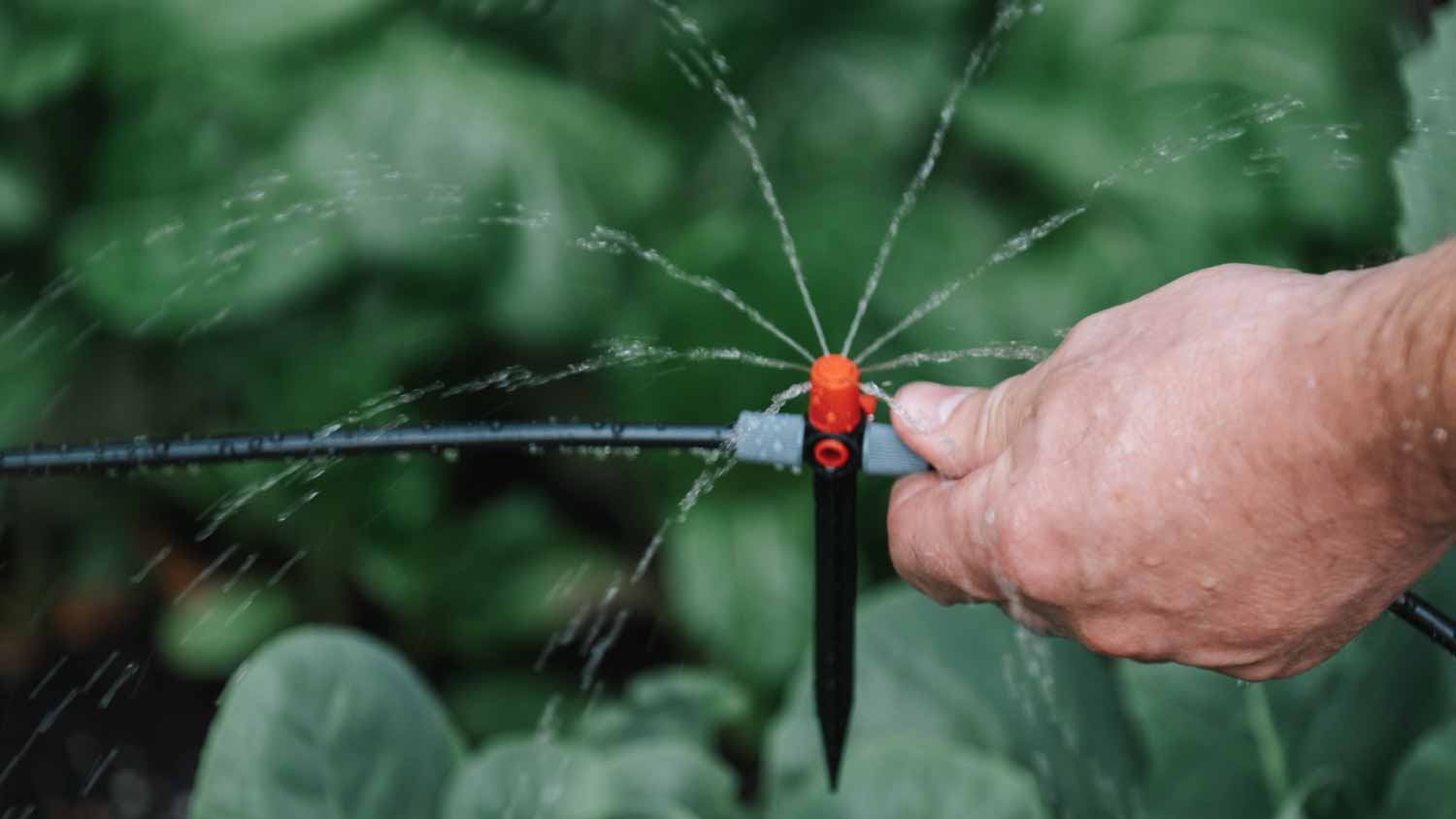 Drops of water pour from a drip irrigation