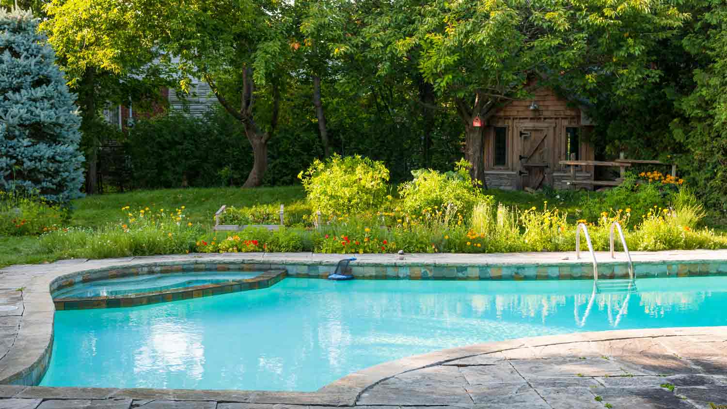 tree in backyard with swimming pool