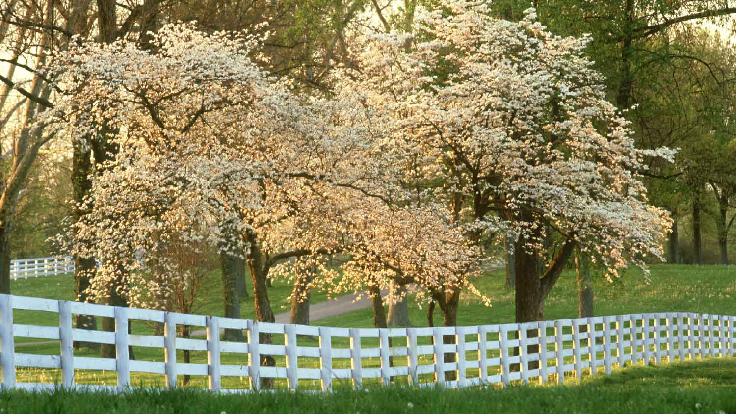 An array of dogwood trees along a fence