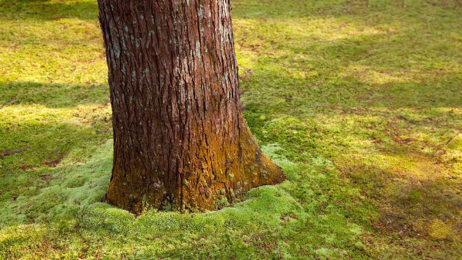 A tree trunk covered in moss