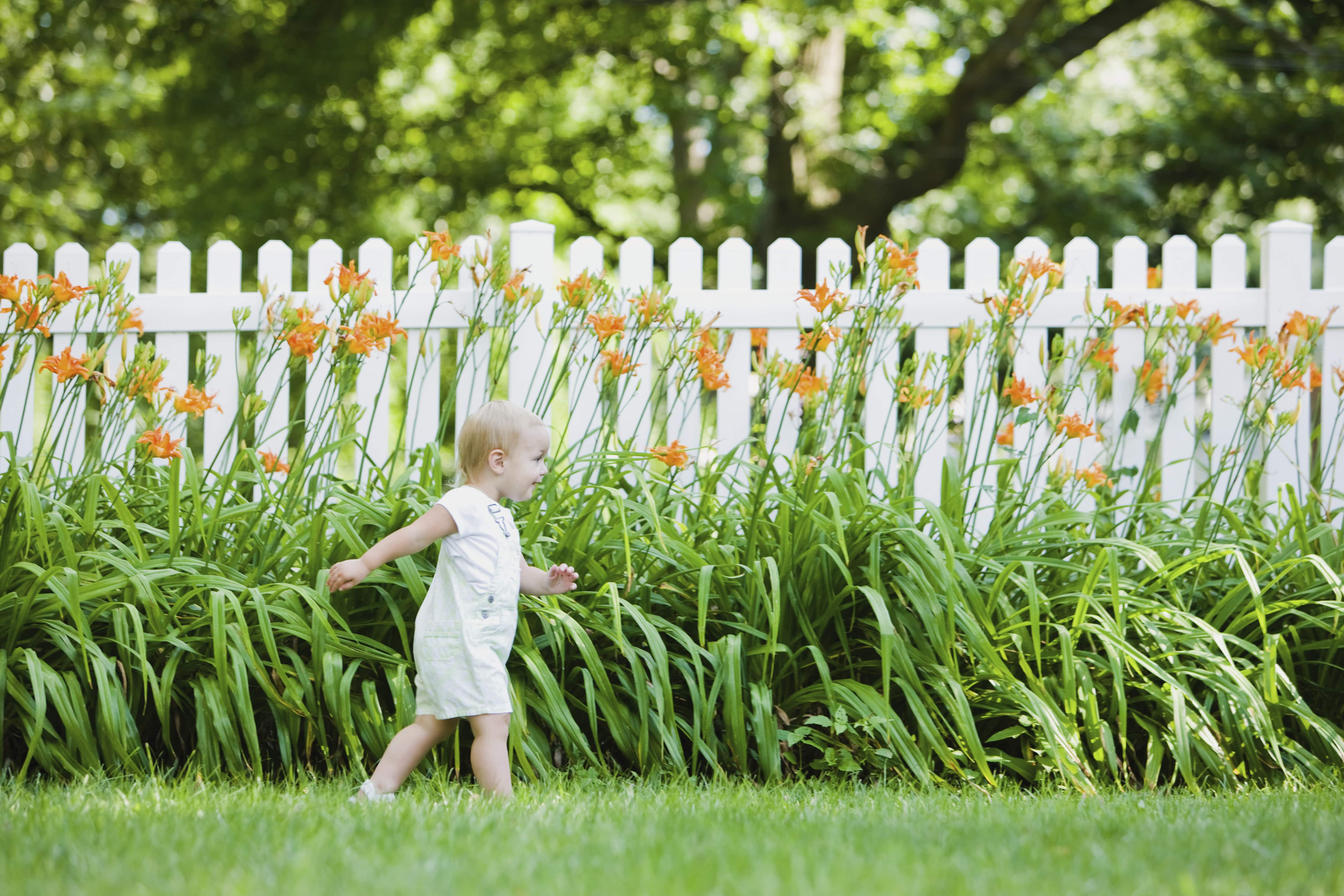 Toddler girl walking in front of orange flowers and white fence