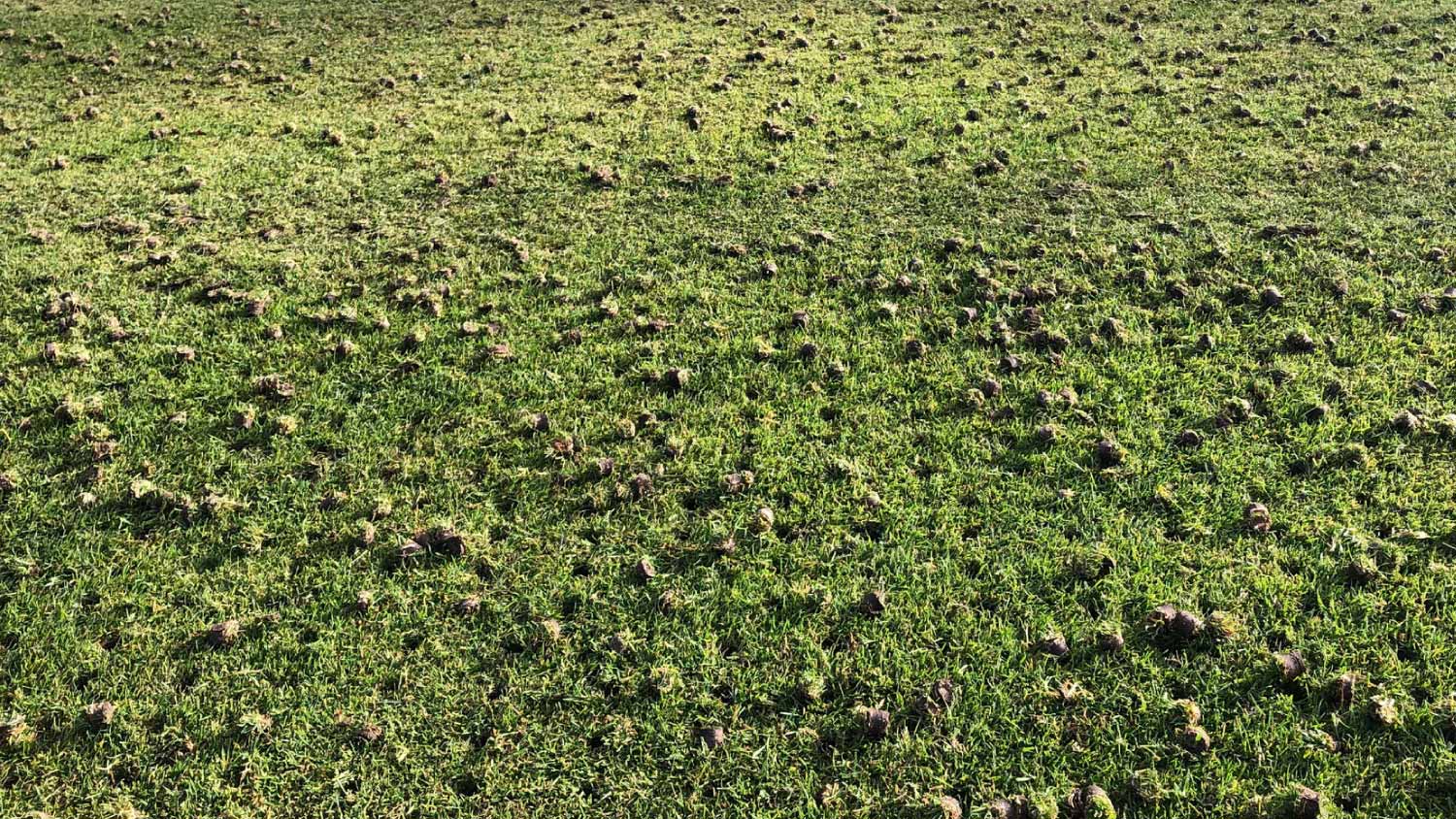 Close up lawn aeration