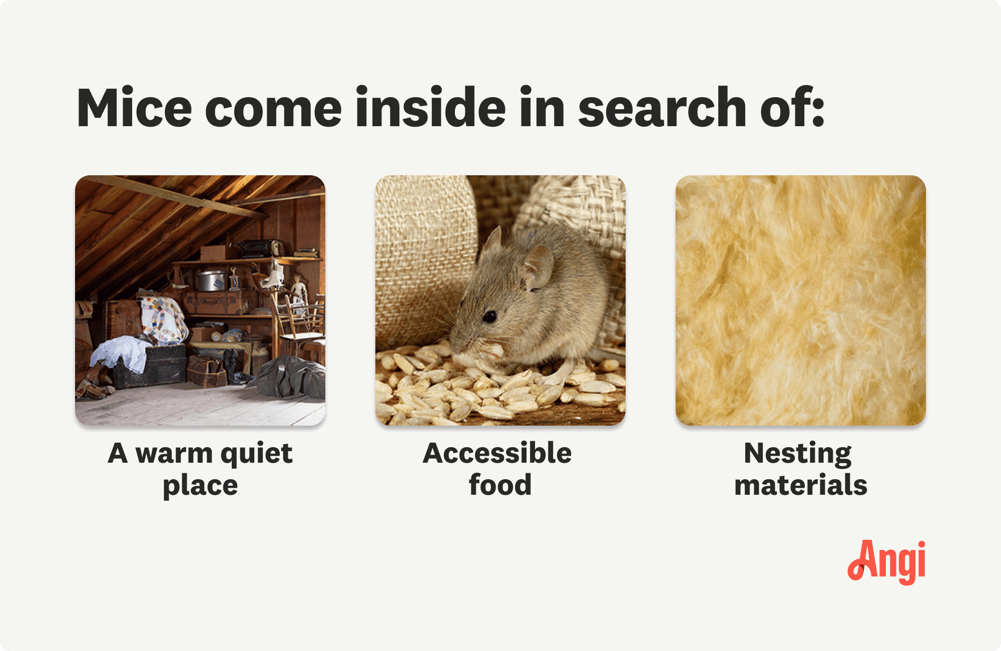 3 reasons mice come inside your home, including accessible food and nesting materials